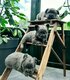 Magnifiques bébés Fluffy mâles   adorables et...
