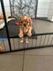 Magnifiques Chiots Cavalier King Charles