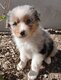 Chiots Berger Australien