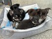 Magnifiques chiots Chihuahua