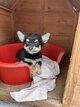 Magnifiques chiot mâle Chihuahua