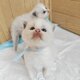 Chatons Ragdoll