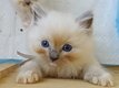 Chatons Ragdoll