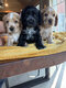 Chiots Cocker anglais