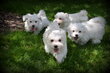 Chiots Bichon Maltais nain