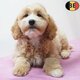 Chiots Cockapoo à vendre : joie & douceur