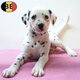 Dalmatien - chiots joueurs et mignons à vendre