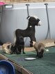 2 chiots carlins à vendre 2000€