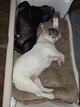 Bouledogue français merle