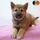Chiots Shiba Inu à vendre - l'élégance...