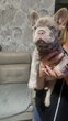 Bouledogue francais