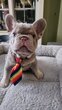 Bouledogue francais