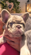 Bouledogue francais