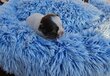 Superbes chiots chihuahua