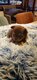 Superbes chiots chihuahua