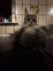 Main coon