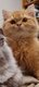 Red ticked tabby porteur point
