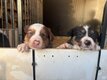 Chiots Border Collie