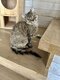 Selkirk rex Longhair