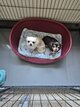 A donner chihuahua 8 ans