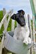 Adorable chiot Fox-terrier à poil lisse à...