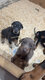 Chiots doberman