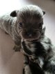 Chihuahua poil long