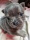 Chihuahua poil long
