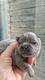 Chihuahua poil long