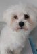 Bichons maltais nain réduction d'élevage