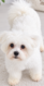 Bichons maltais nain réduction d'élevage