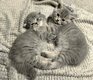 2 mâles Scottish Fold et Straight