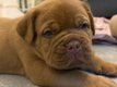 Chiots Dogue de Bordeaux
