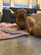 Chiots Dogue de Bordeaux