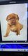 Chiots Dogue de Bordeaux