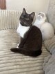 Chaton mâle british