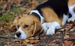 Magnifique femelle beagle de 4 ans