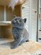 Superbe British bleu shorthair disponibles...