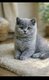 Superbe British bleu shorthair pédigree...