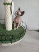 2 chatons femelles sphynx