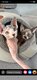 2 chatons femelles sphynx