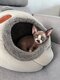 1 chatons femelles sphynx