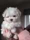 Magnifique bichon maltais