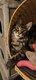 Chaton Maine coon
