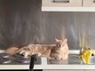 Chat Maine Coon