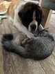 Saint Bernard