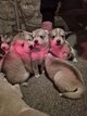 🐶 11 magnifiques chiots Husky x Berger...