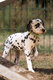 Chiot dalmatien femelle