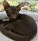 Chaton havana
