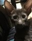 Chaton havana